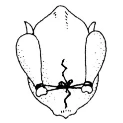 Ficelle De Cuisine 152 M -Cuisine Appareils Magasin 601080 3 1 Ficelle de cuisine 152 m